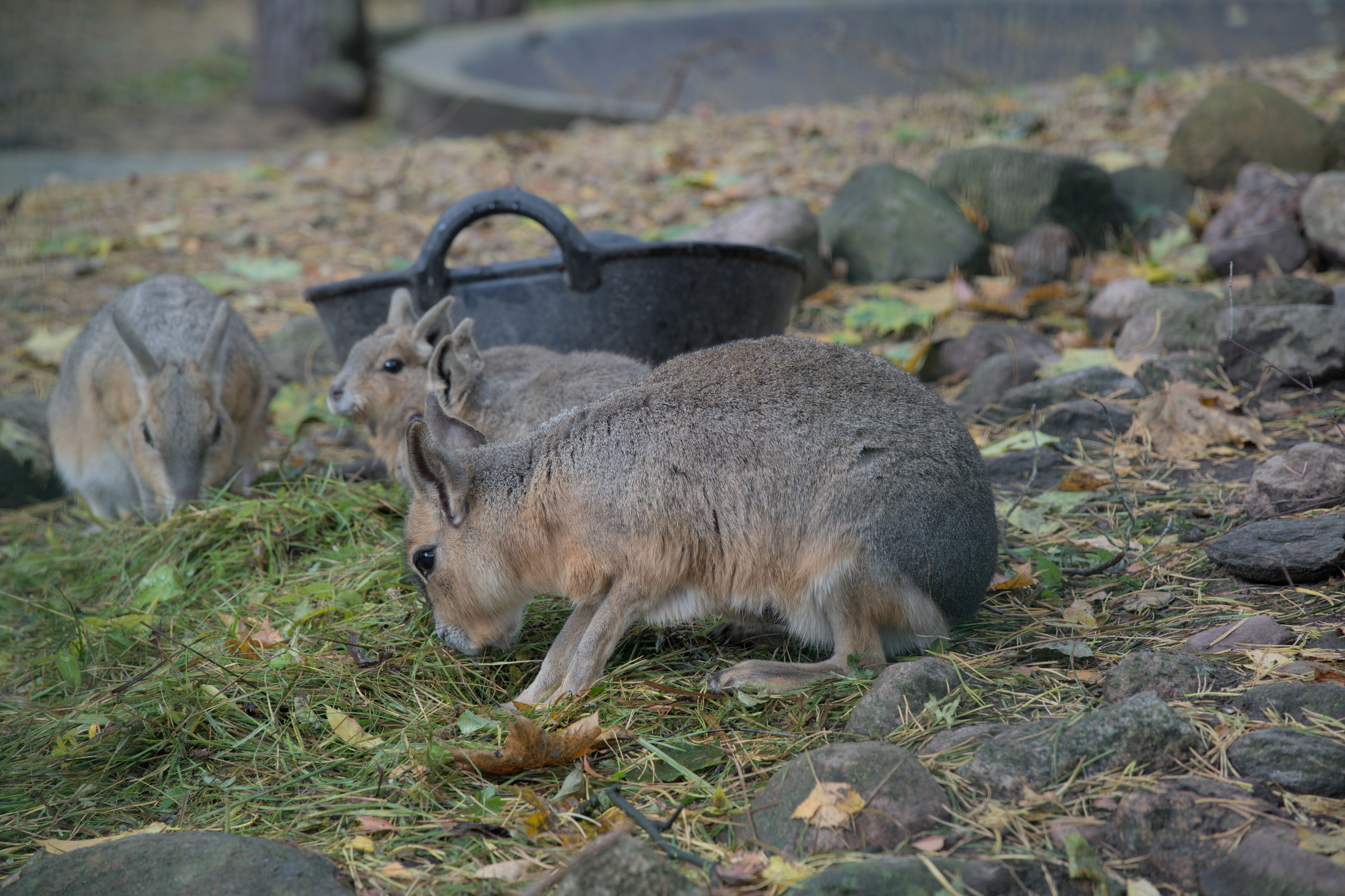 2025/10/12 - zoo/DSC_0020.jpg